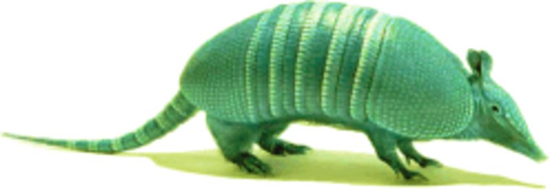 armadillo jpg